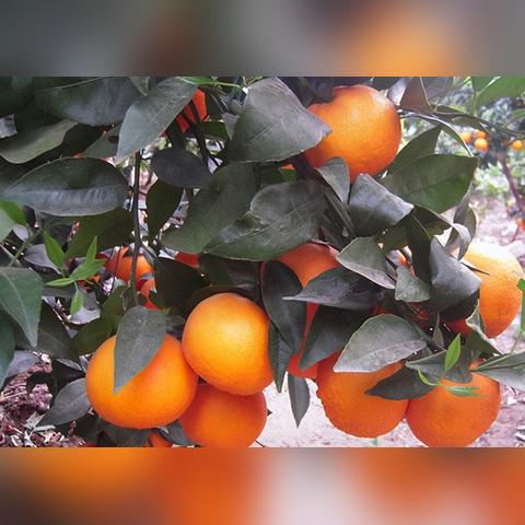 桂林鲜果农相关长尾关键词有哪些