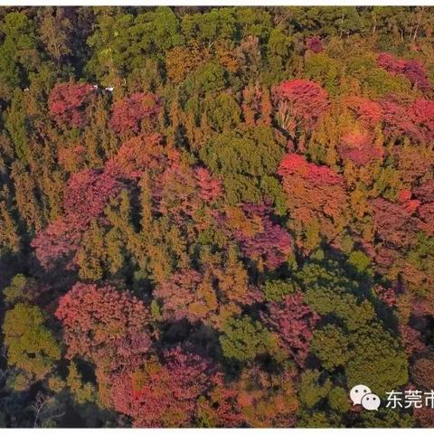 东莞市二手单大板台转让的长尾关键词有什么