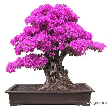 厦门游记随笔的相关长尾关键词有哪些