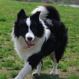 长沙狗狗领养边牧相关长尾关键词有哪些