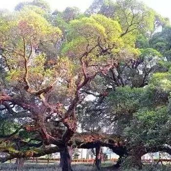 福建体制风气怎么样
