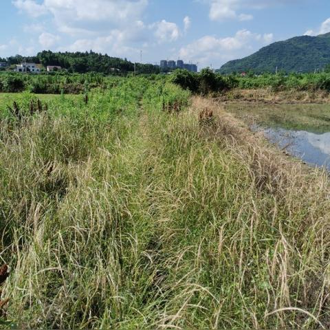 长沙市惜字塔在哪个位置