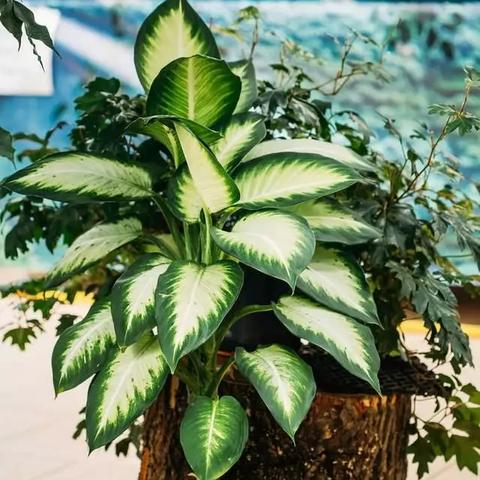 广东室内适合养什么植物？