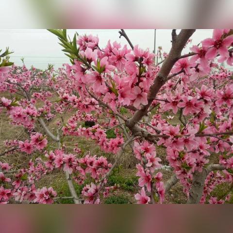 苏州莫城镇离常熟市区多远的长尾关键词有哪些