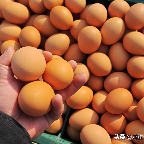 【河南今日鸡蛋价格】2025年7月5日河南鸡蛋价格是多少