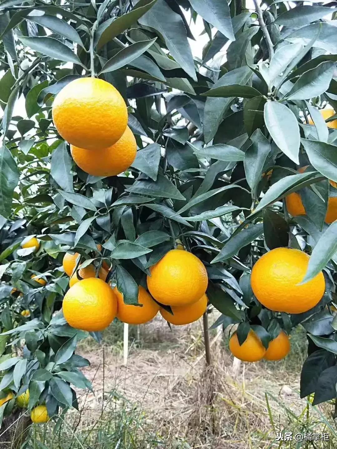 柑橘栽培技术培训方案（柠檬树栽培方法）