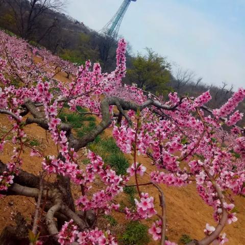 武汉桃花朵朵开的相关长尾关键词有哪些