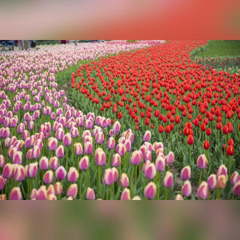 以郁金香而闻名世界的“欧洲花园”是？