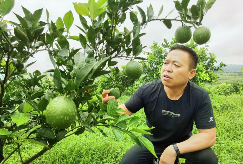 當陽半月柑橘種植手藝_椪柑更高產(chǎn)量是哪個國度