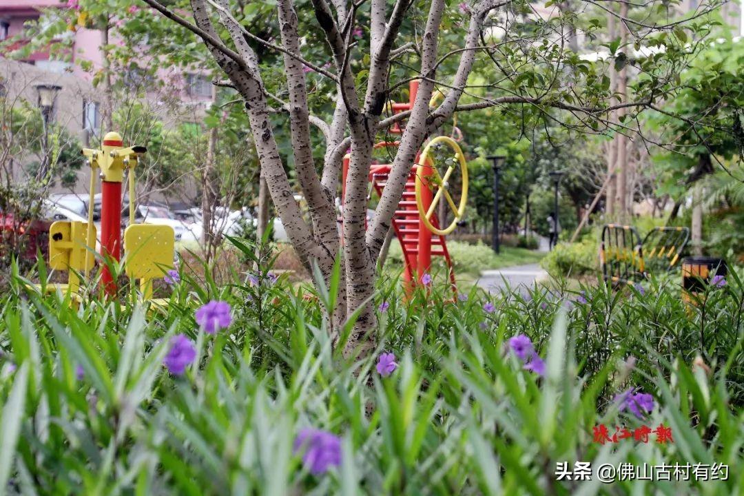 禅城猪宝宝起名怎么取(佛山新八景指的是什么)
