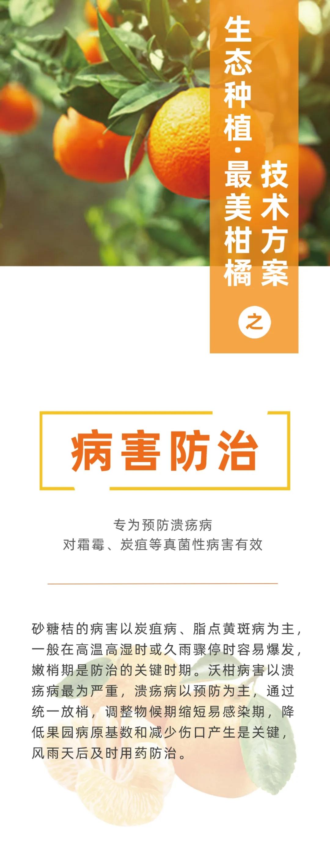 柑橘栽培技术培训方案范文怎么写（耙耙柑的种植技术是什么）