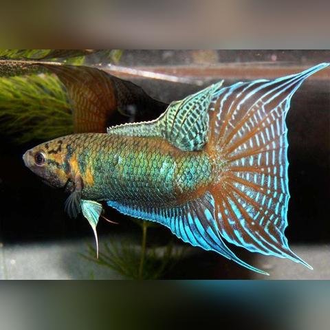 泰国观赏鱼一手货源的长尾关键词有什么