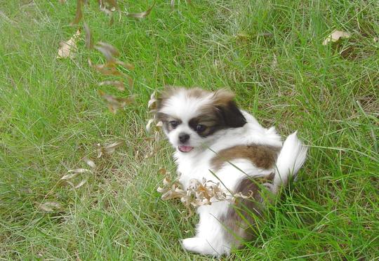 柴犬、秋田犬很流行，但日本还有一种古老冷门的狗狗：日本狆