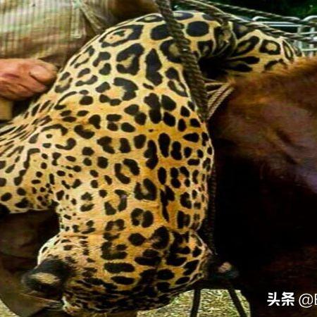 牧场猎杀电影免费观看的长尾关键词有哪些