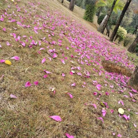 南宁鲜花市场需求的相关长尾关键词有哪些