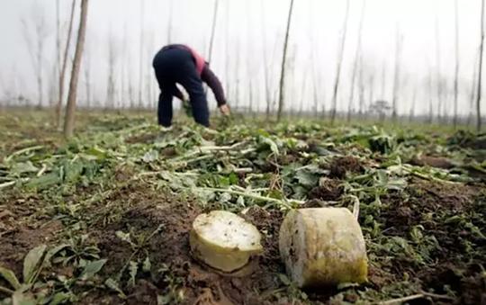 占全年蔬菜量5成的“烂菜叶”，可以这样做，变废为宝还能挣钱