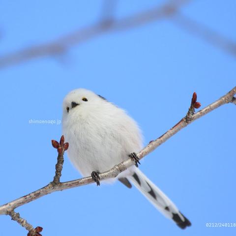 雪中武汉图的长尾关键词有什么
