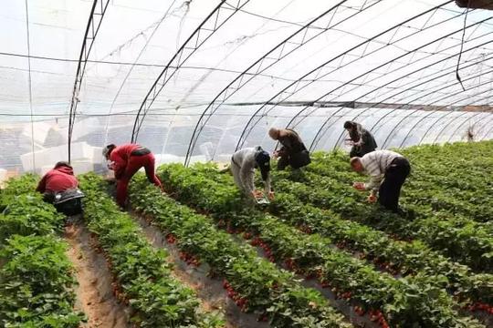 90后成都小伙返乡创业种草莓，年收入十万+！