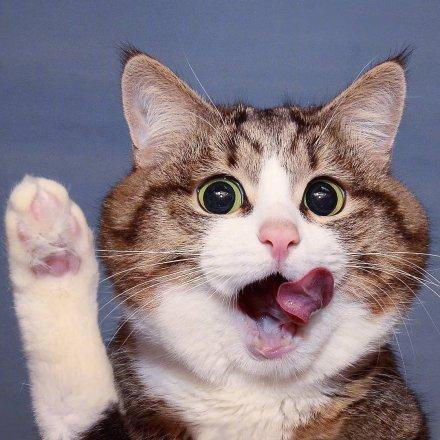 西安的猫胖相关长尾关键词有哪些