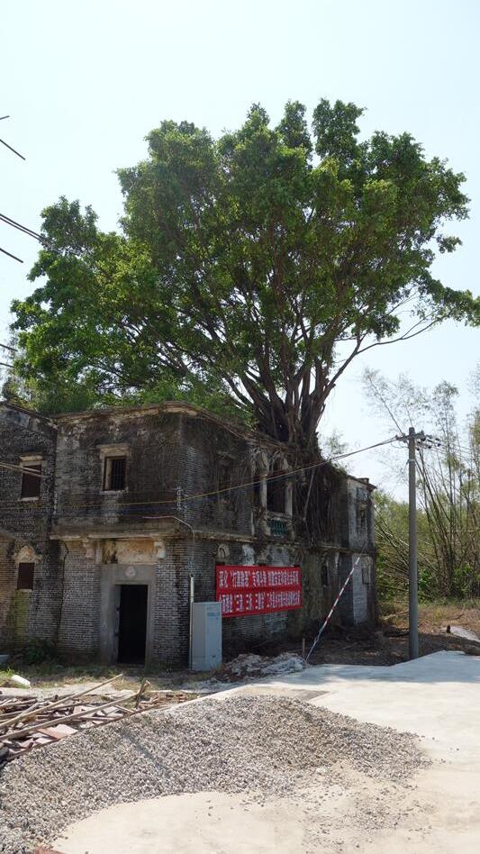 自驾开平睇碉楼：路边一座废弃青砖瓦房，入主的榕树比房子还高