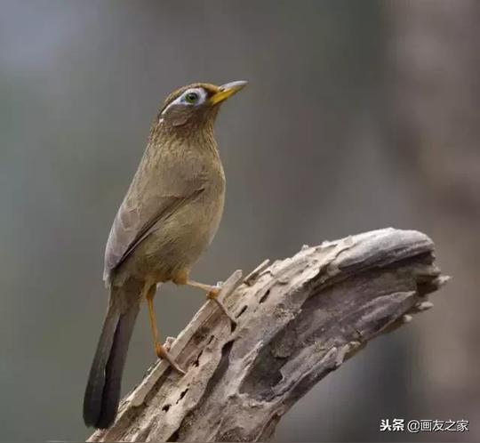 国画素材丨一组画眉鸟素材欣赏