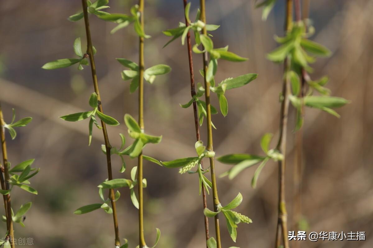 細葉柑橘種植手藝視頻大全_小學(xué)必背的古詩有哪些