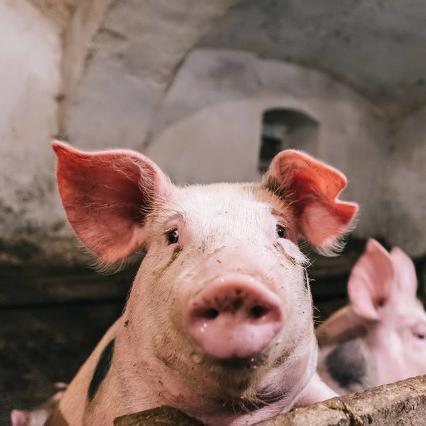 明日生肖运势财运分析图(2021运势12生肖运势明日生肖运势)