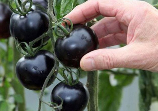 7种颜色的食物分别怎么吃