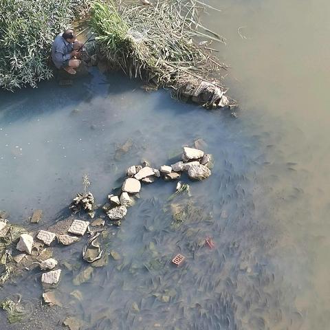 温州市哪里卖罗非鱼好吃