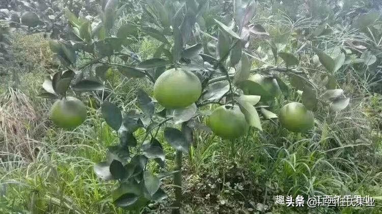 柑橘的最新病蟲害防治_柑橘怎么防霉爛