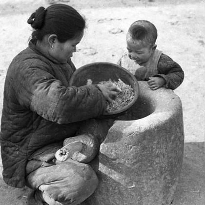 河南什么树结果子掉地上