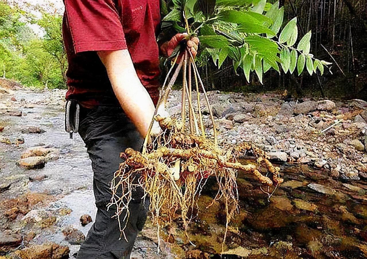 黄精的盆栽,有什么好项目适合农村种植?