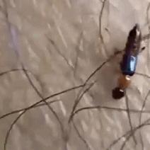 河南哪个市有虫子