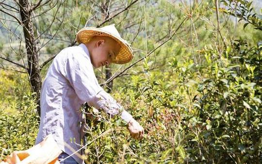盘点茶行业那些经典忽悠骗术及销售套路这坑咱不入
