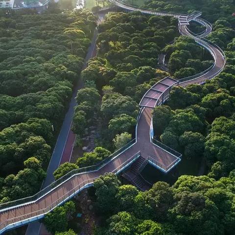 深圳市最高的楼在哪个区