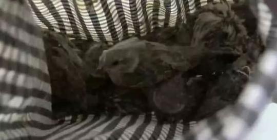 男子以麻雀为诱饵用笼子捕获野猫结果被警察逮捕还不知原因