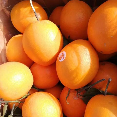 河南的橙子是什么品种的