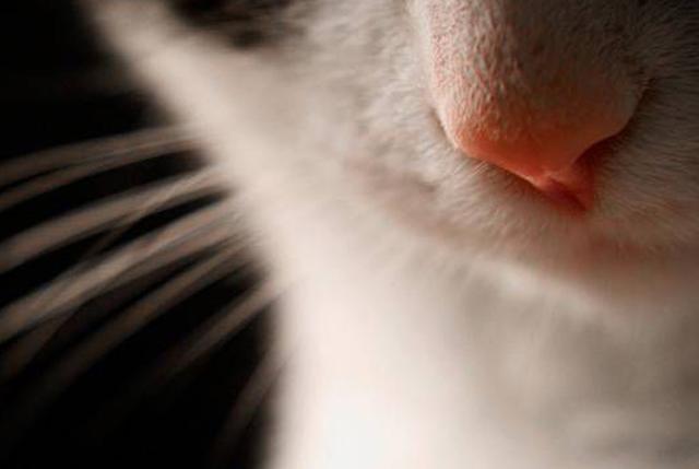 为什么总是觉得鼻子很干燥 为什么总是觉得鼻子很干燥