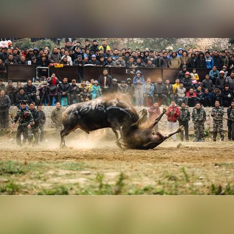 斗牛牛软件app最新版本的长尾关键词有哪些