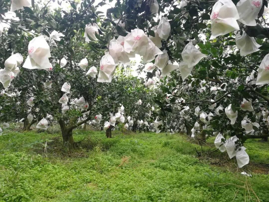 柑橘種植辦理手藝葉面肥_柑橘二次保果用什么葉面肥好