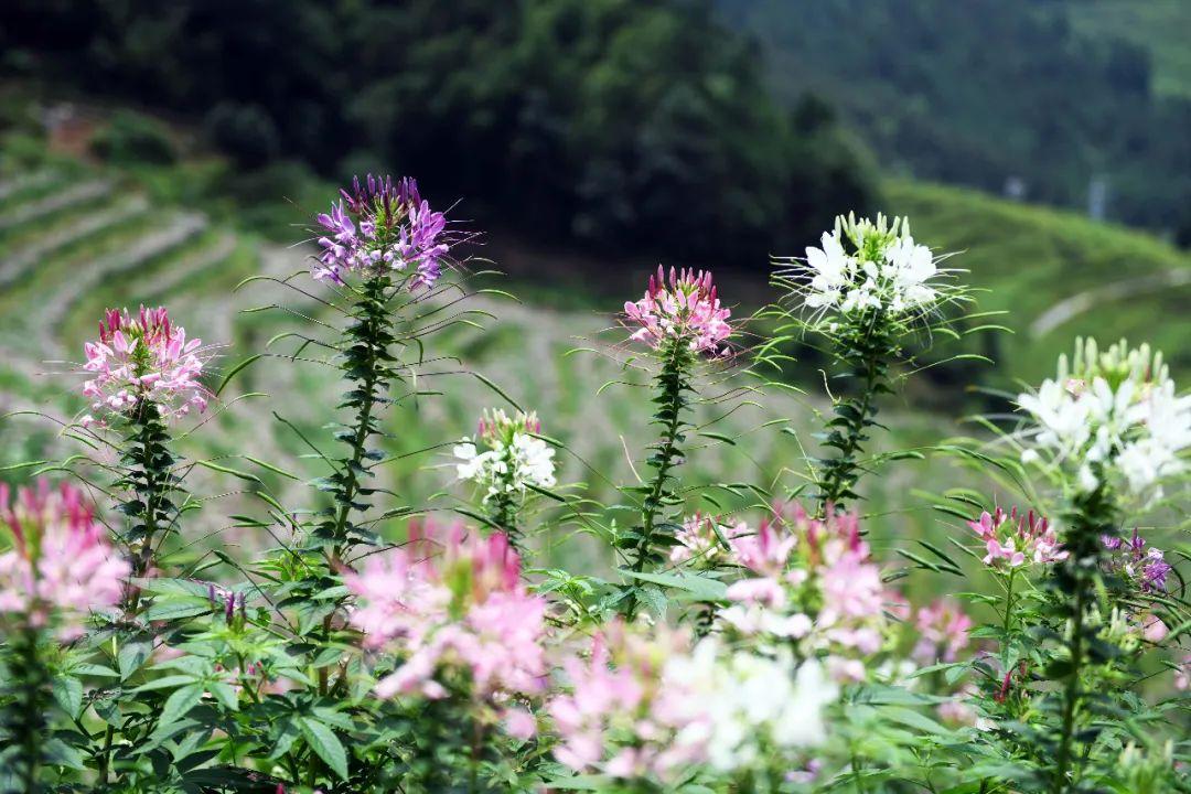 完美鲜花批发网,什么是雀斑?