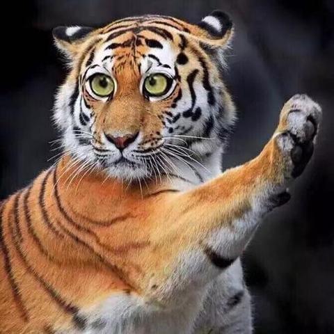 山脊是什么动物？