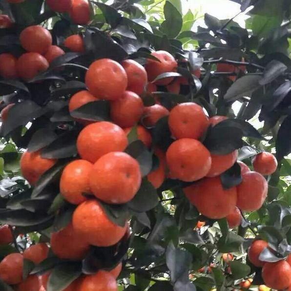柑橘栽培技术规范（请问各位老师一年的柑橘幼树需不需要冬剪）