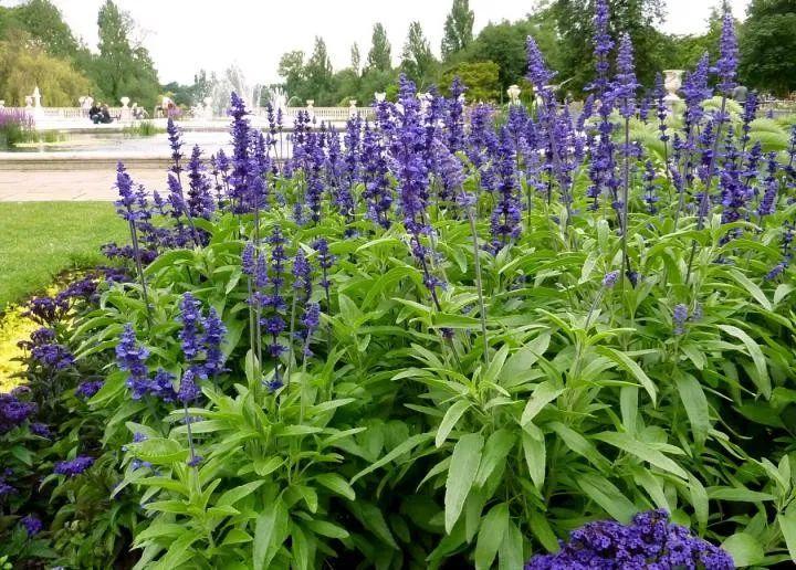 长窄叶子盆栽植物,叶子窄而硬的兰花品种?"