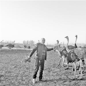 菏泽市鸵鸟销售的长尾关键词有什么