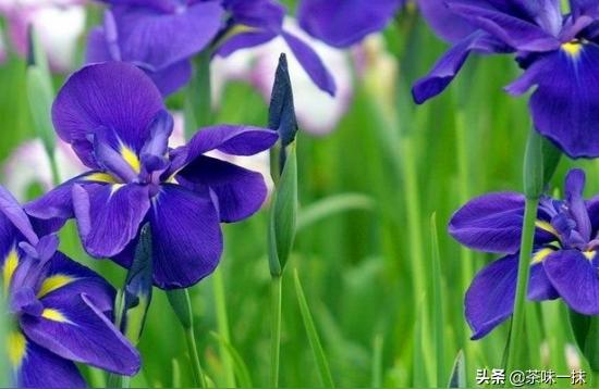 鸢尾花花期多久时间