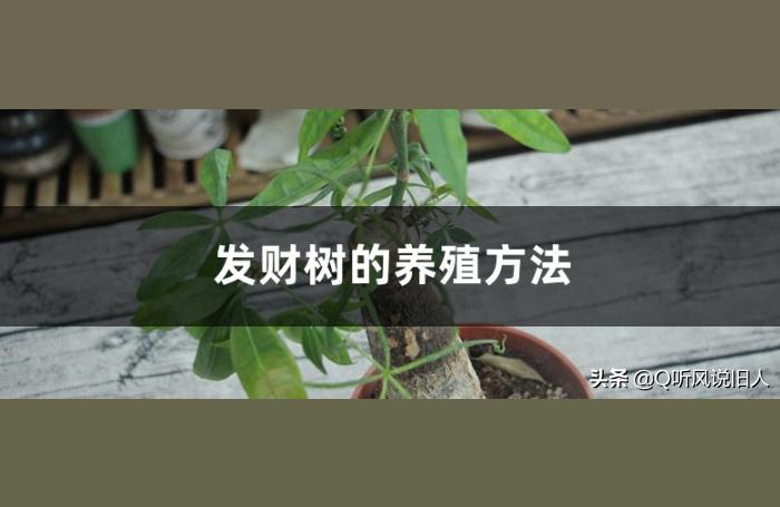 发财树的养护和浇水,请问发财树怎么养才好?"