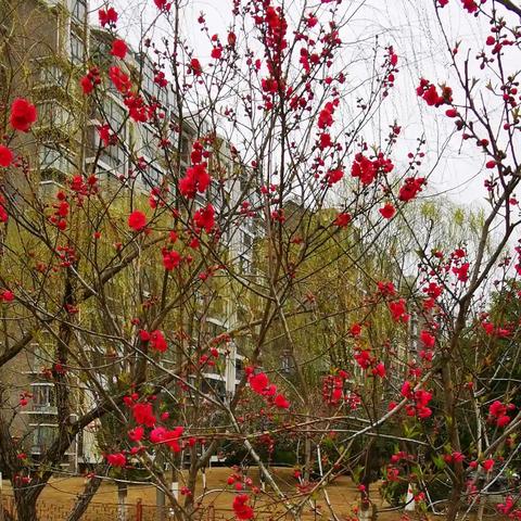 苏州市越湖名邸怎么样