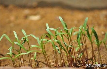 波斯菊种子怎么种