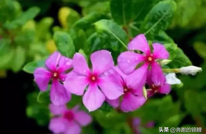 桂花树适合在北方种植吗,四季桂花北方养殖方法与技巧?